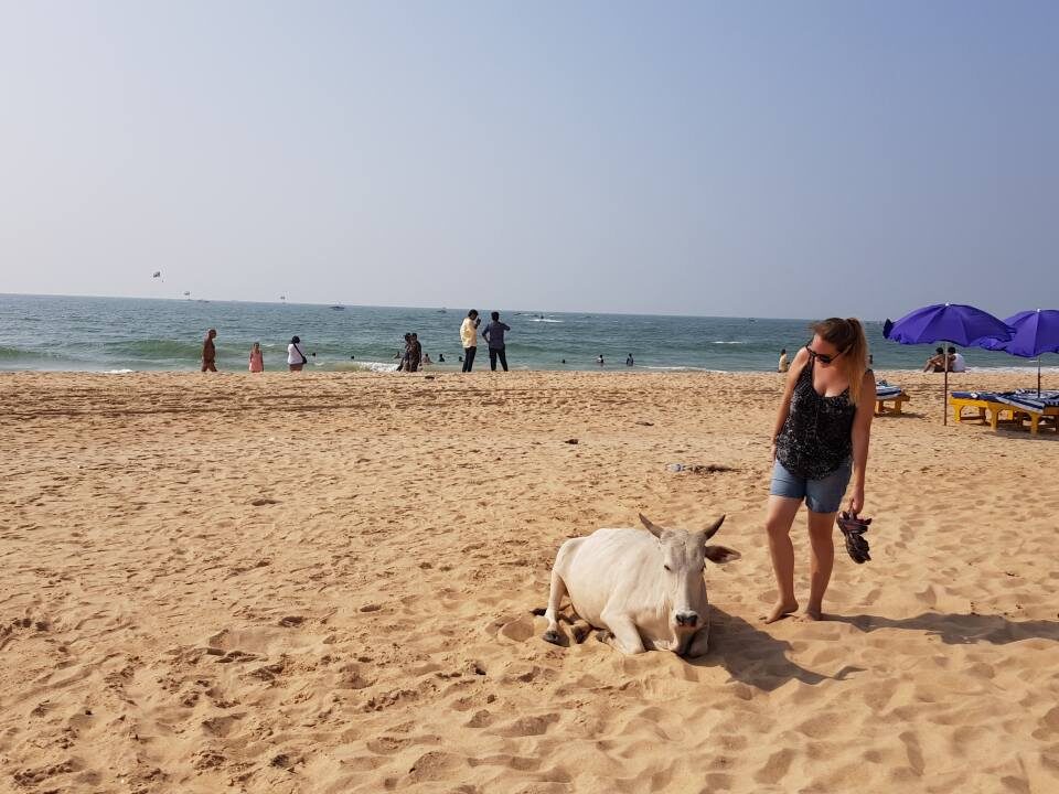 Goa portada