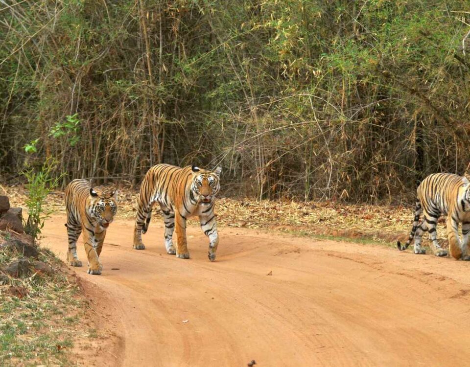 Bandhavgarh ver tigres en India