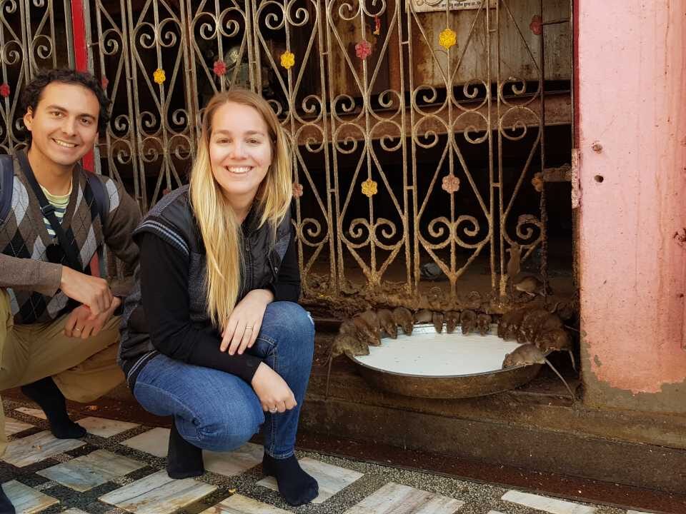 templo de las ratas Bikaner