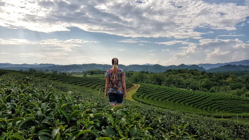 plantaciones de té que ver en Tailandia