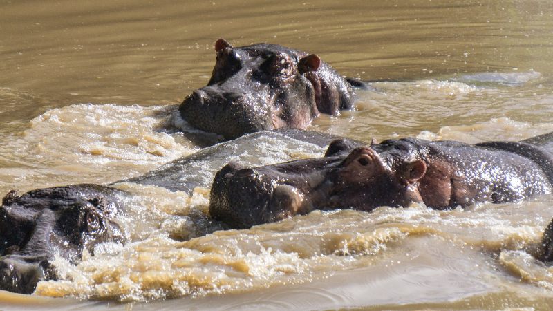 hipopótamos en el serengeti