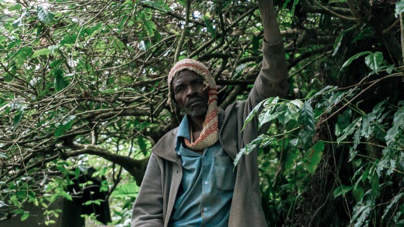 trekking de 1 día al Kilimanjaro